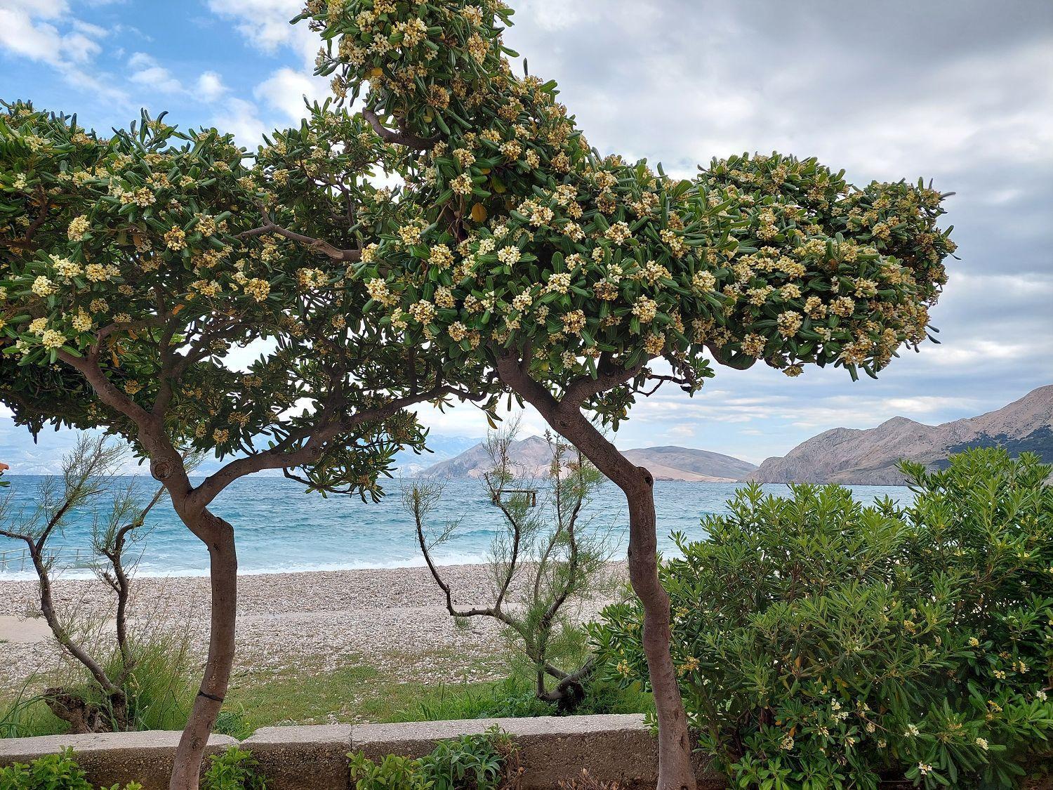 Erste Reihe Zum Meer Baska  Ngoại thất bức ảnh